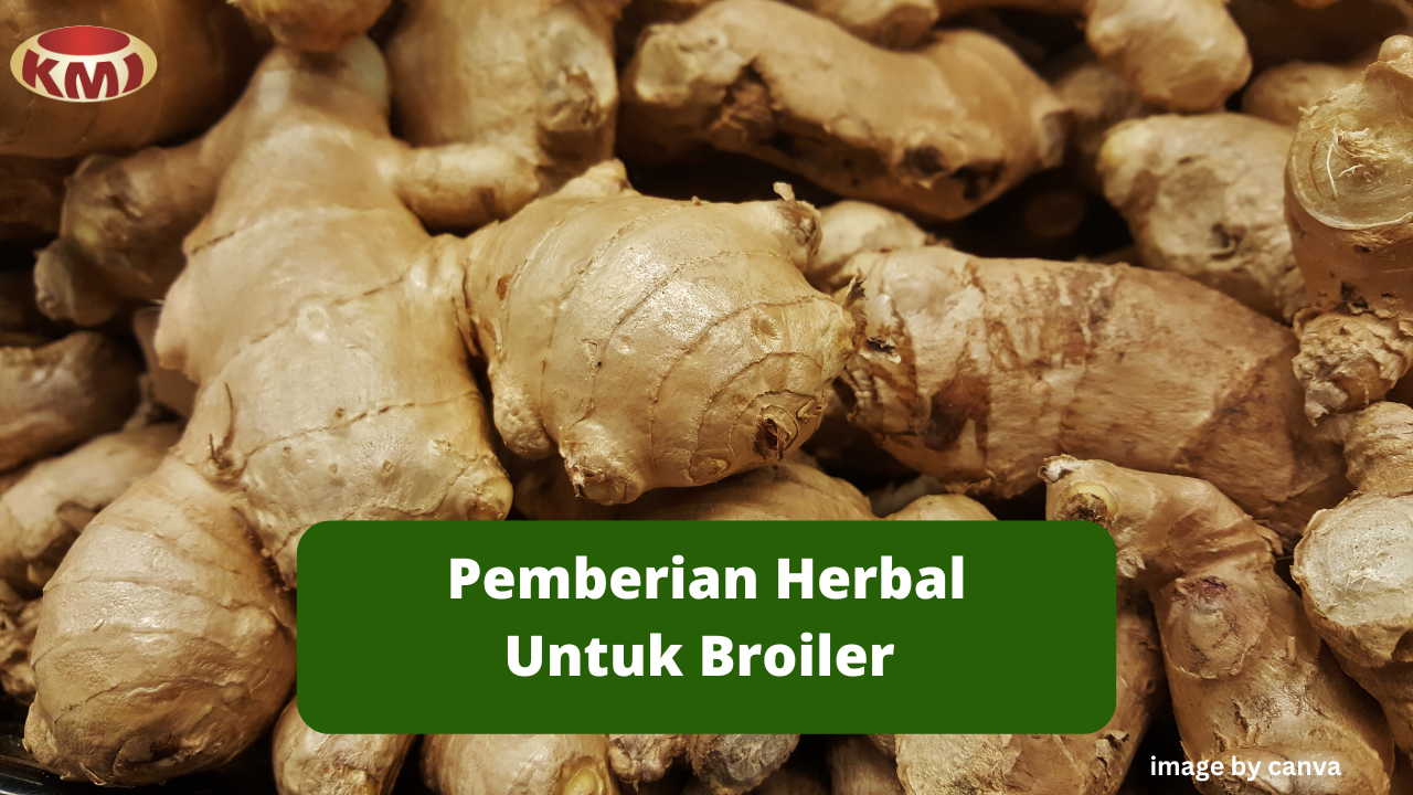 Hal Penting Dalam Meracik Ramuan Herbal Untuk Broiler